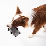 JOYELF Plush Squeaky Dog Toys,No Stuffing Dog Toys for Medium Dogs and Large Dogs, Interactive Dog Toys with Squeaky and Crinkle Paper- Fox and Raccoon