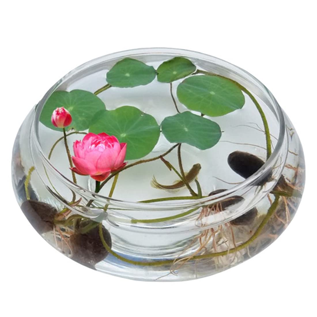 Amazon | 金魚鉢 ミニ魚タンク 水槽 花瓶丸型 ガラス 透明 ガラス 小