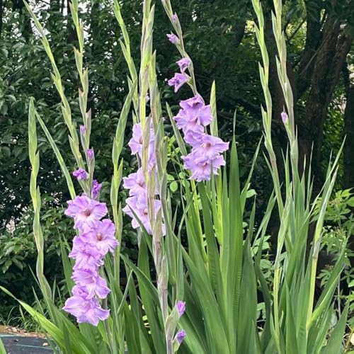 20bulbos de gladiolo de acónito de invierno, para balcón de gladiolo decorativas, resistentes para el jardín ramo