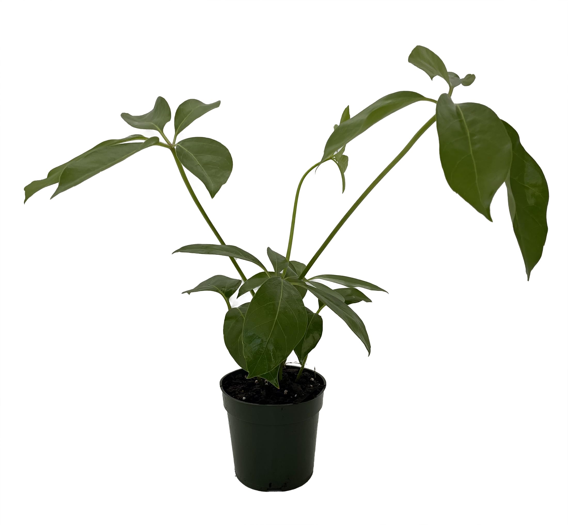 Amazon.com : Amate Schefflera Umbrella Tree Plant - 4