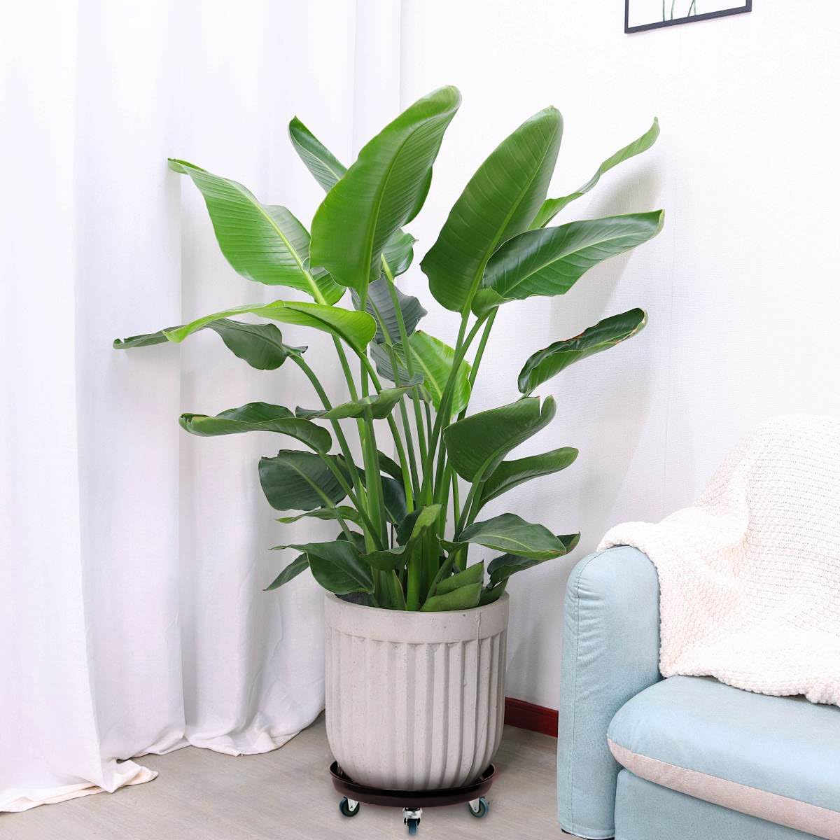 Plant Stand with Wheels Heavy Duty 16inch, Lockable,Rolling Plant Stand with Wheels,Large Rolling Dolly Planter Caddy on Casters for Indoor and Outdoor, Garden Settings,NO Holes, Two Pack,390lb