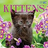 Avalon 12 x 12 Inches Kittens 2015 16-Month Wall Calendar (84435)