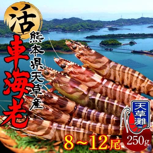 Amazon 車海老 生 車えび 活き250g 8 12尾 熊本県天草産 維和島 生簀直送 刺身 ピチピチ新鮮 活き クルマエビ 食コレ エビ 通販