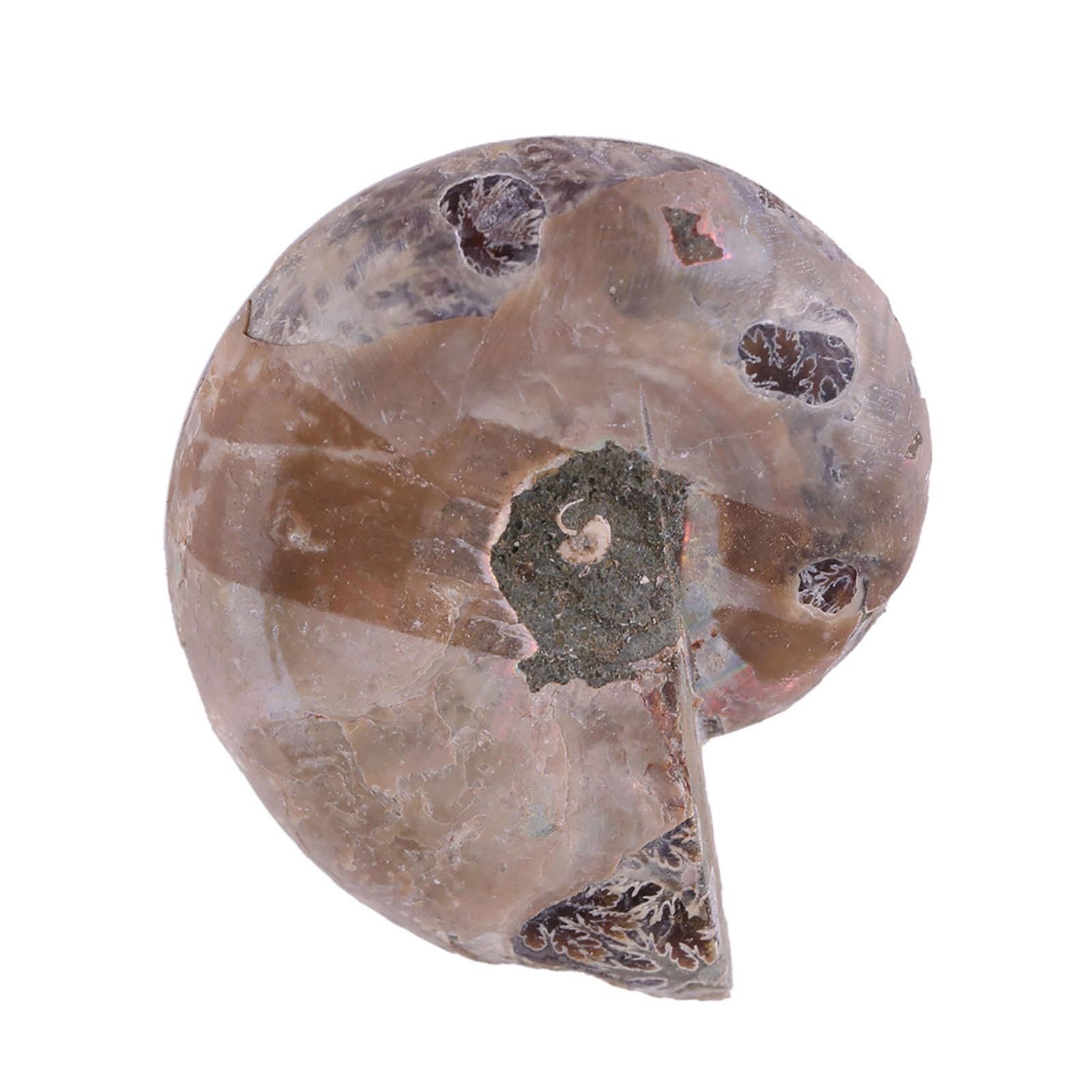 Ammonite Véritable 2 Pièces, Spécimen d'Ammonite, Coquille de Pierres et Minéraux de Madagascar, Ammonite de Mer