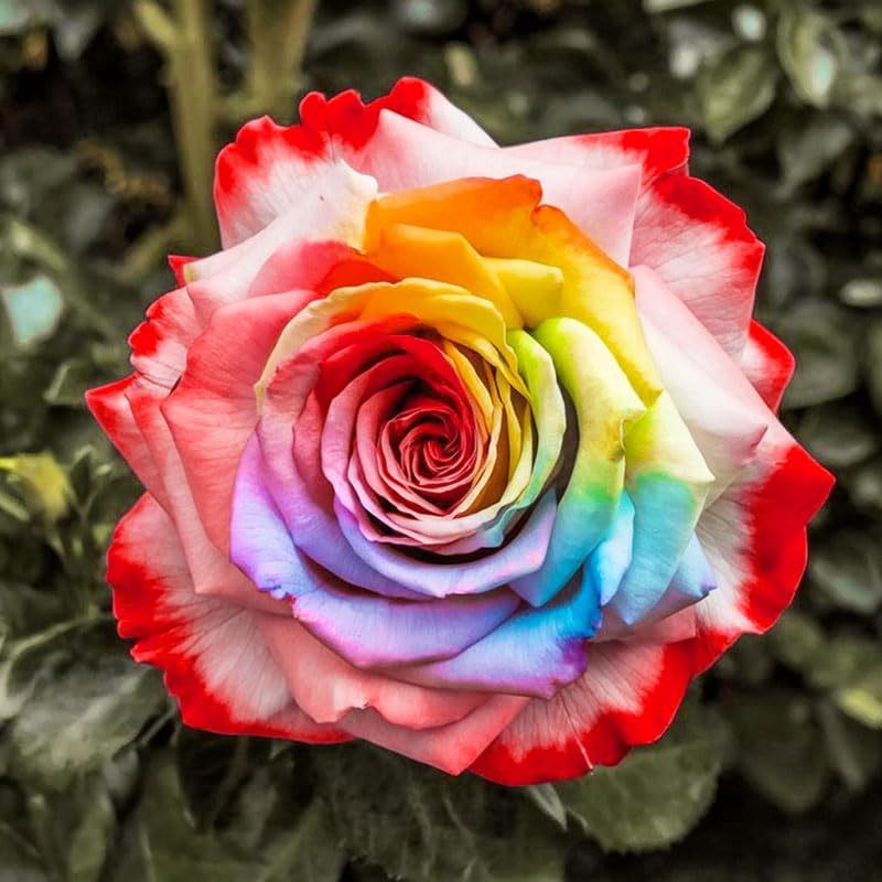 Miniatura 2 de Más de 25 semillas de rosa arcoíris para plantar, para un jardín multicolor