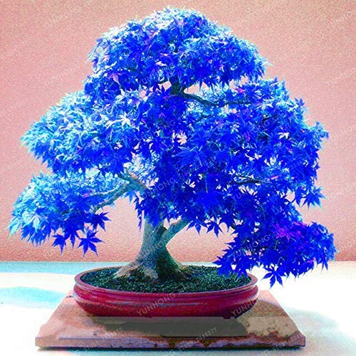 Semi Di Acero Giapponese Blu Cielo - 10 Semi Rari Per Bonsai, Perfetti Per Balcone E Giardino