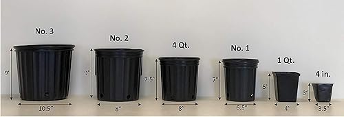 Miniatura 5 de Perennial Farm Helleborus x Hybridus Winter Jewels 'Rose Quartz' (cuarzo) - Rosa cuaresmal viva en cuarto de galón, flores de color rosa pálido