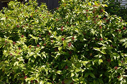 Calycanthus floridus 60–80 cm – Winterhart, Mehrjährig, Pflegeleicht – Echter Gewürzstrauch – Zierstrauch für Garten & Beet