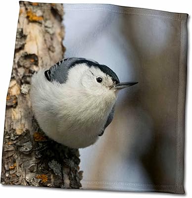 3dRose Danita Delimont - Animals - White-Breasted Nuthatch - Towels (twl-330632-3)