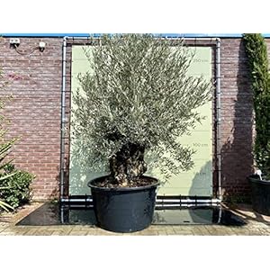 Olea Europea – Olijfboom bonsai stamomvang 120-140cm