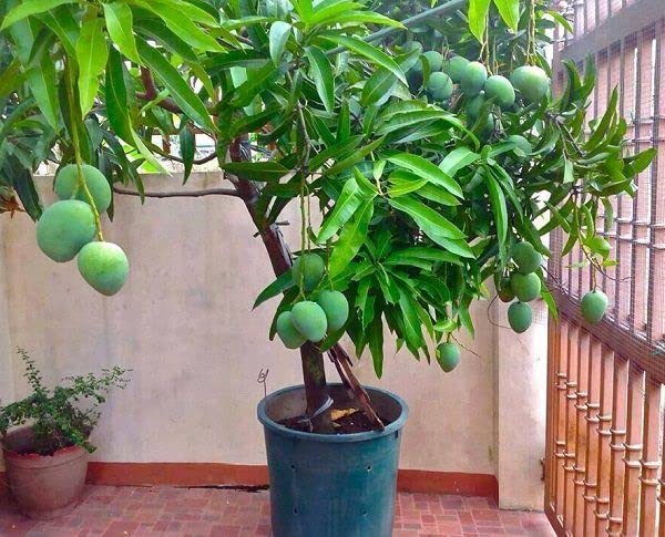 See full amazon price history chart for All Time Mango Plant (grafted) Live Plant || Baramasi Mango plant(grafted) plant || ALIVE All time Mango Plant || Thai alltime MANGO PLANT All Time Mango Plant (grafted) Live Plant || Baramasi Mango plant(grafted) plant || ALIVE All time Mango Plant || Thai alltime MANGO PLANT (B0BVJDGLPM) Amazon Price History, Amazon Price Tracker