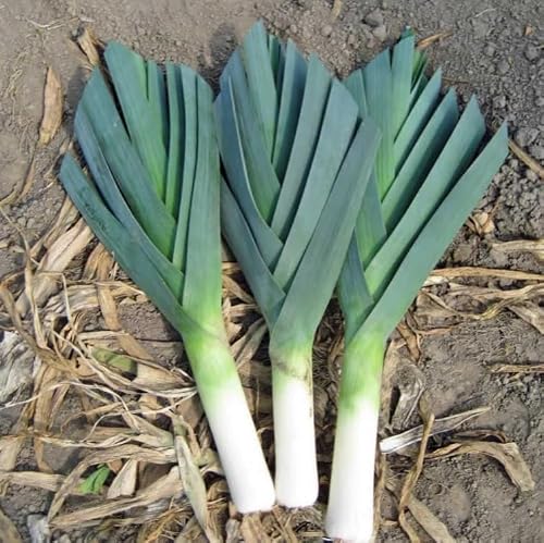 American Flag Leek Select: 200-40K Seeds Cold Hardy! Heirloom Non GMO Sweet Northeast Garden (200 Seeds)