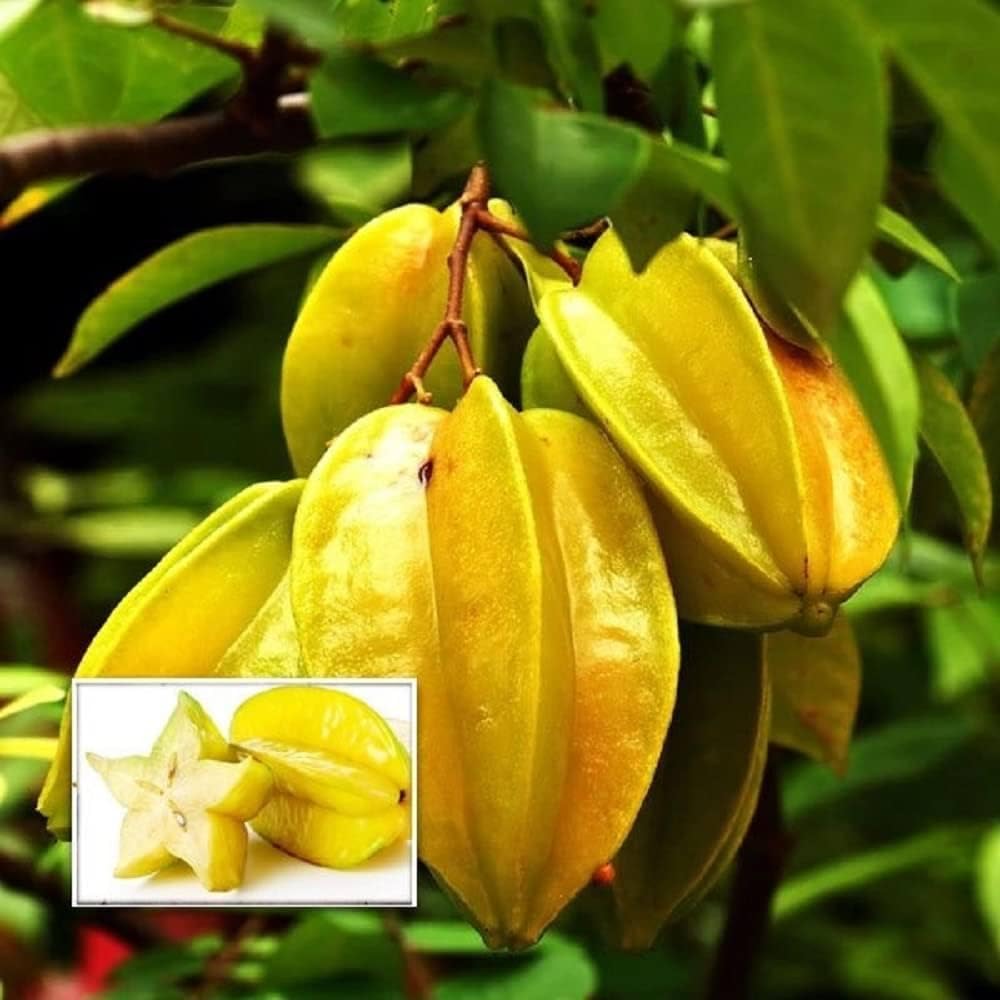 Thai Sweet Star Fruit Plant (Kamranga) Healthy Variety Grafted Live Plant Pack Of 1 (B0CXF5GVV1) Amazon Price History, Amazon Price Tracker