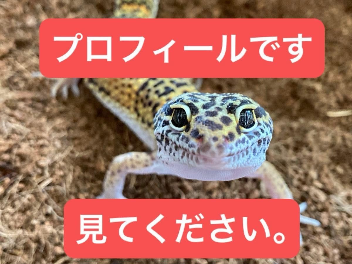 Furs for Men by Anna Municchi 【希少 激レア】 Furs for Men by Anna