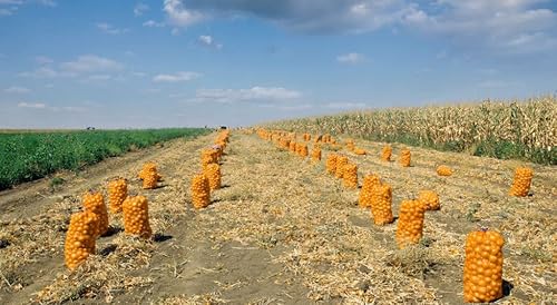 Foto von Jehaplast 100 Stück Raschelsäcke Kartoffelsack Gemüsesack Zwiebelsack alle Größen (ca. 51 x 80 cm für 25,0 kg)