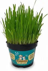 Graminha para Gatos e Cachorros – Saúde Intestinal e Redução de Bolas de Pelo | Kit Completo com Vaso e Sementes
