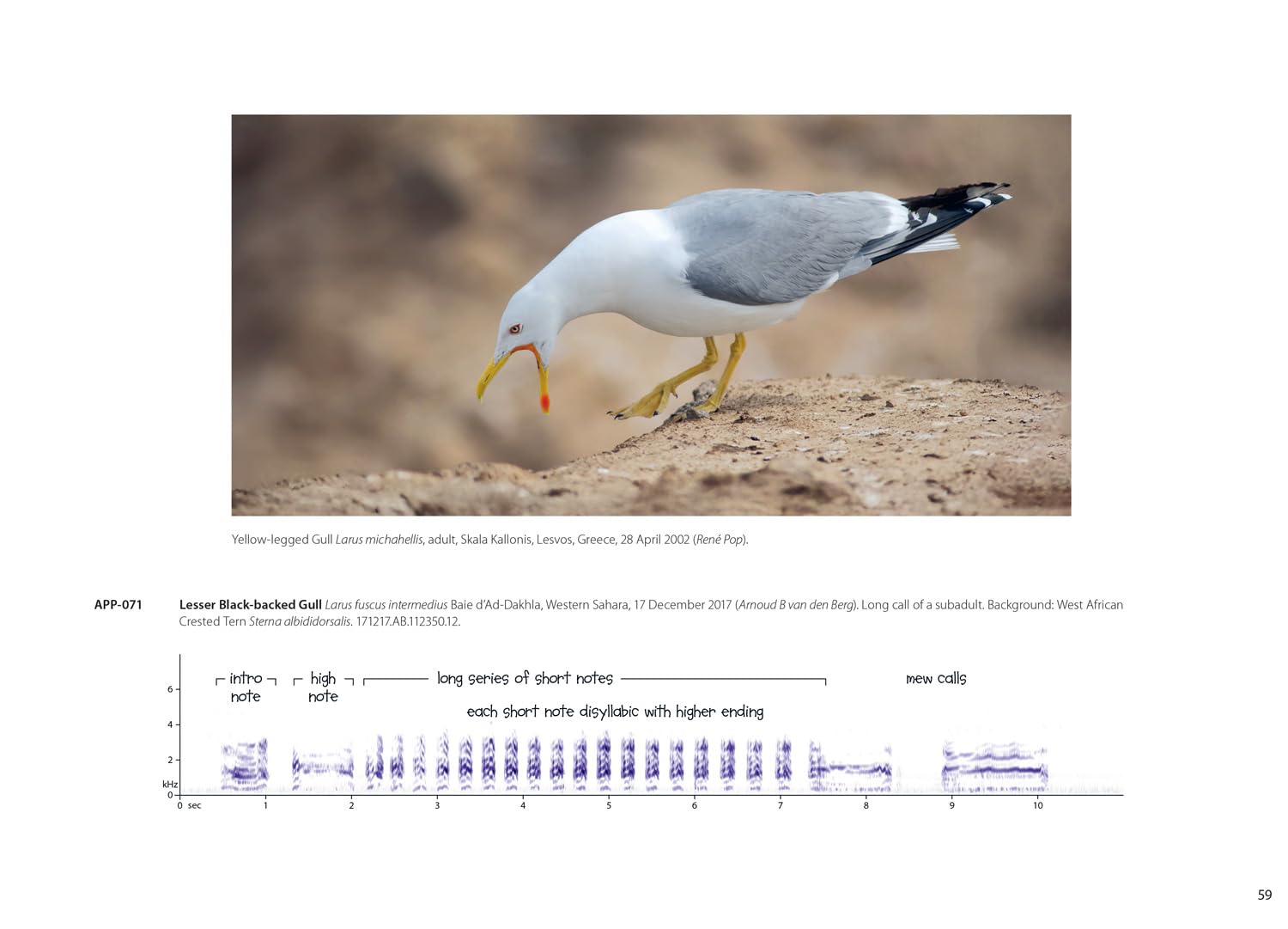 The Sound Approach to Birding: The pioneering book on birdsong