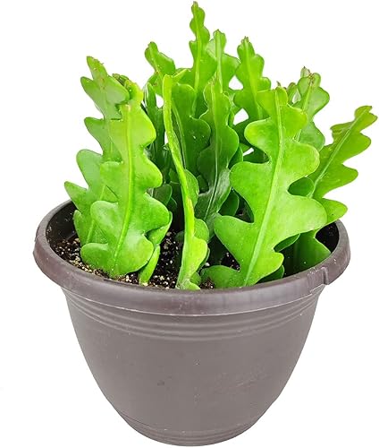 Live Houseplant - Cactus Epiphyllum anguliger de 4 pulgadas, planta de interior de fácil cuidado, plantas de interior vivas, plantas de interior con