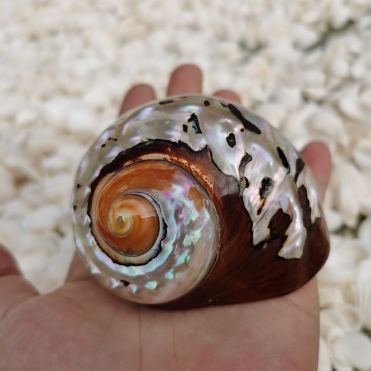 Natural sea Shell, Large Conch Shell, Natural South African Salamander Sea Shell Aquarium Fish Tank Ornament Craft Collector for Wedding Beach Theme Party Decor(6cm)