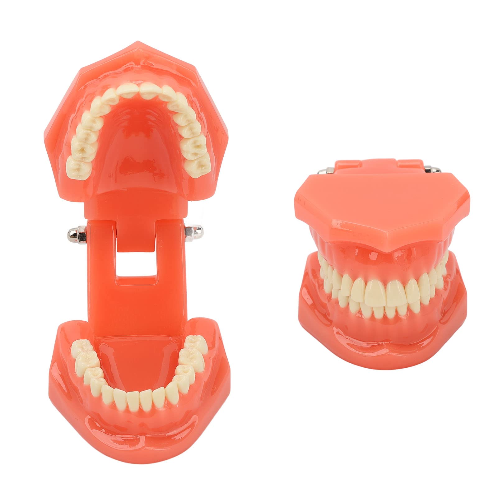 Zahnmodell Zahnarzt Acryl Zähne Dental Demonstrationsmodell 180° Anatomisches Zahnmodell Gebiss