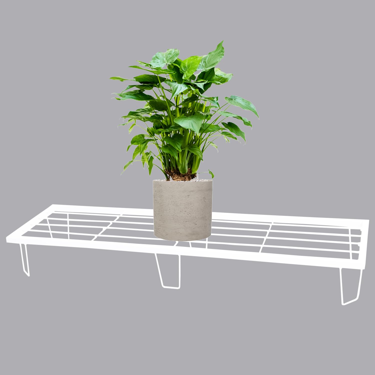 VINAMRA28 36inch Heavy Duty Anti Rust Metal Rectangular Plant Stand / Pot Stand Free Standing Grip for Home Balcony Indoor Outdoon Garden | Capacity upto 120kg (White (Pack of 1)) | 36L x 9W x 4H inch (B0D3M7WBMC) Amazon Price History, Amazon Price Tracker