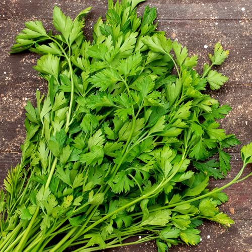 Coriander Seeds – Fast-Growing & High-Yielding – Fresh Herbs All Year Round – for Your Kitchen Garden