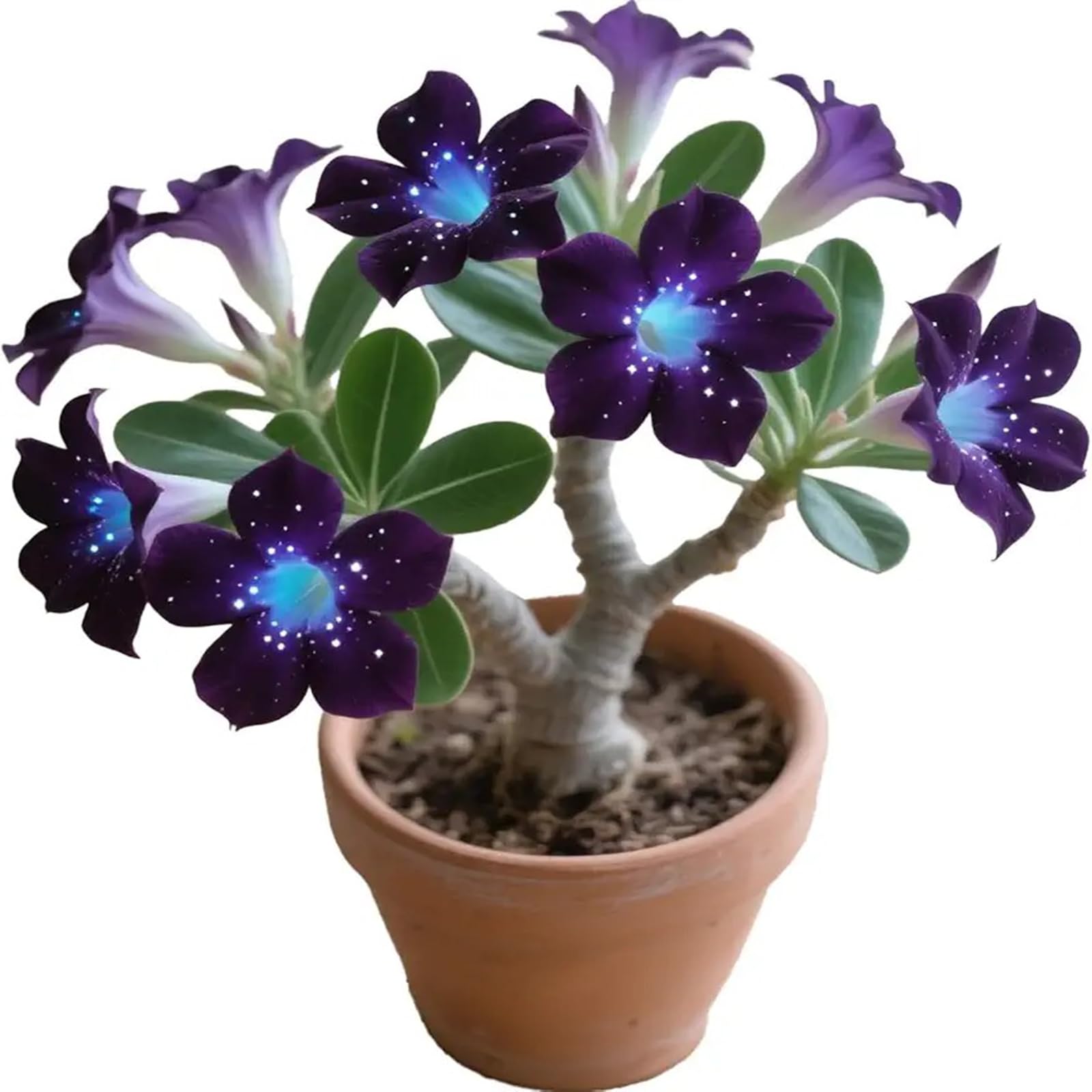 Hardy Perennial Desert Rose Planting Seeds-(Adenium Obesum), Professional for Beautiful Garden Displays-30-A