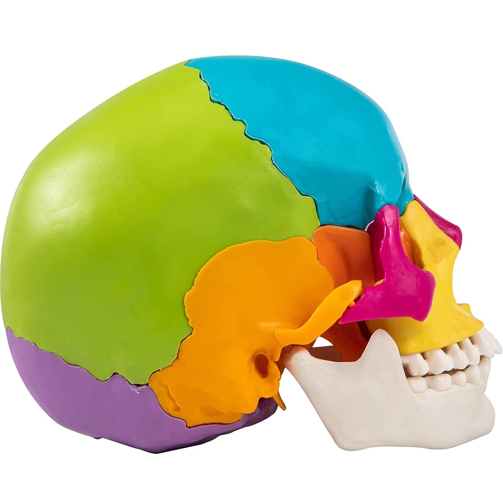 Modèle de crâne Humain Grandeur Nature, modèle de crâne Anatomique éclaté Multicolore de 22 pièces, réplique de crâne Humain 1:1 pour l'enseignement médical et l'étude