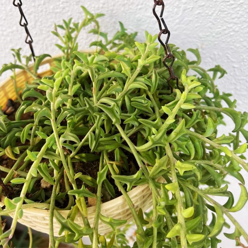 Miniatura 4 de Cadena de delfines en maceta de 4 pulgadas, cadena de delfines para el hogar, oficina, plantas suculentas vivas en maceta