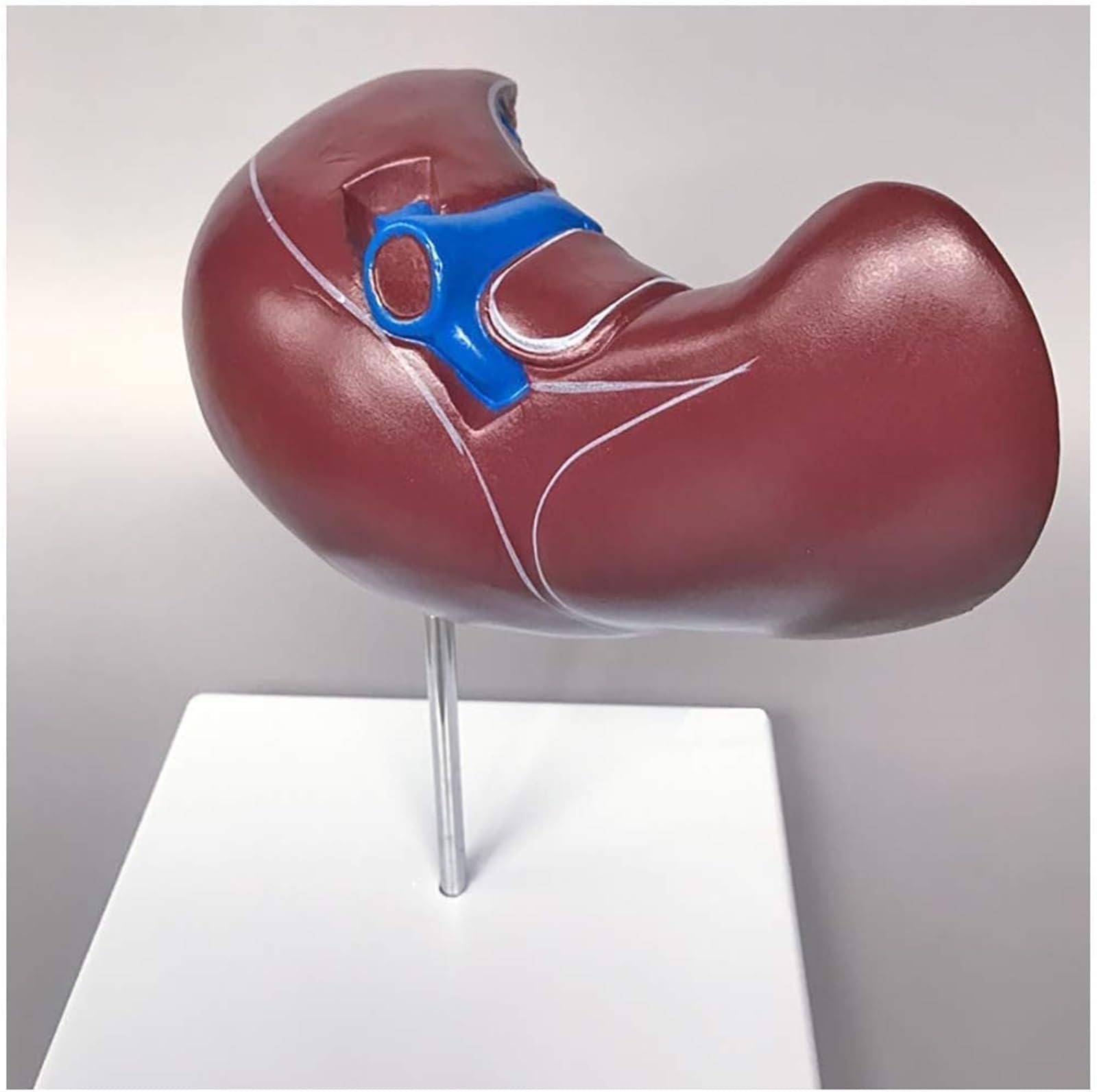Modelos de anatomía hepática médica Modelos de anatomía de órganos Humanos Modelos estructurales del hígado Modelos anatómicos viscerales for educación y formación médica