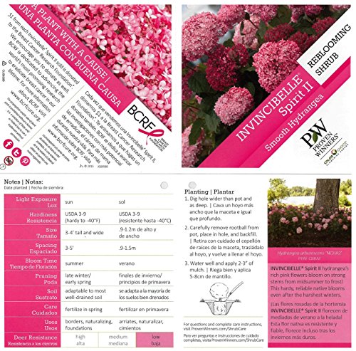 1 Gallon Proven Winners Invincibelle Spirit Ii Smooth Hydrangea, Live Shrub, Pink Flowers #TOP6