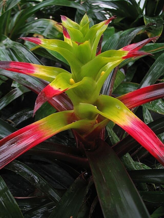 See full amazon price history chart for All Seasons Squarrosa Bromeliad Air Plant Seeds - 25+ Seeds Pack All Seasons Squarrosa Bromeliad Air Plant Seeds - 25+ Seeds Pack (B0C74SC7HB) Amazon Price History, Amazon Price Tracker
