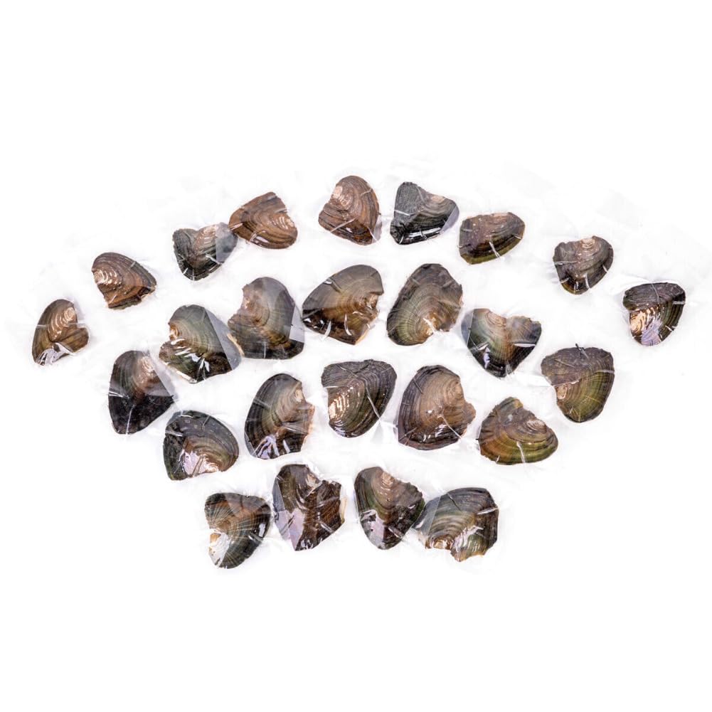 anso 25pcs Natural Freshwater Cultured Pearl Oyster with Real Pearls 7-8mm Pearl Individually Vacuum Pack