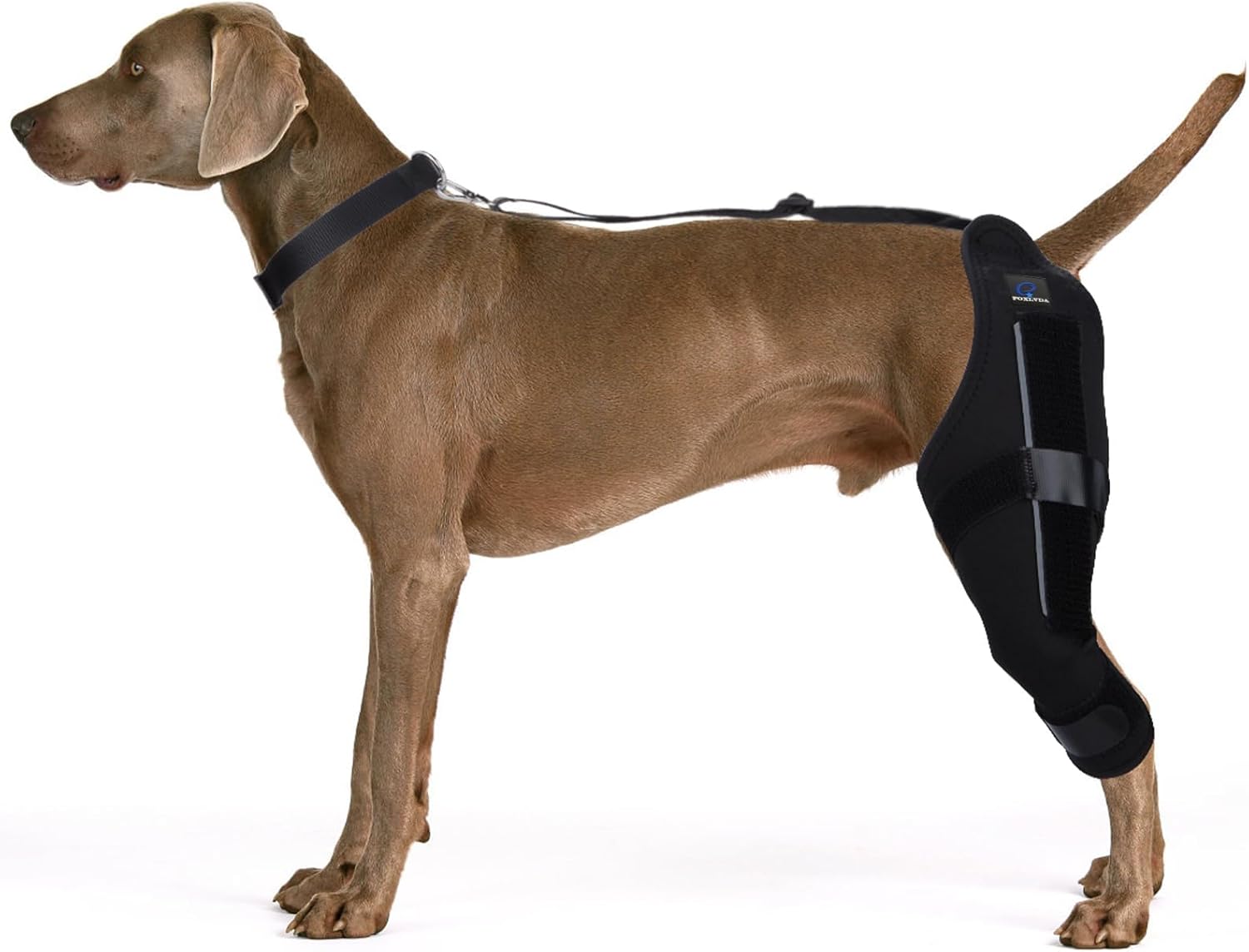 FOXLVDA Dog Knee Brace for Torn ACL Hind Legs Support