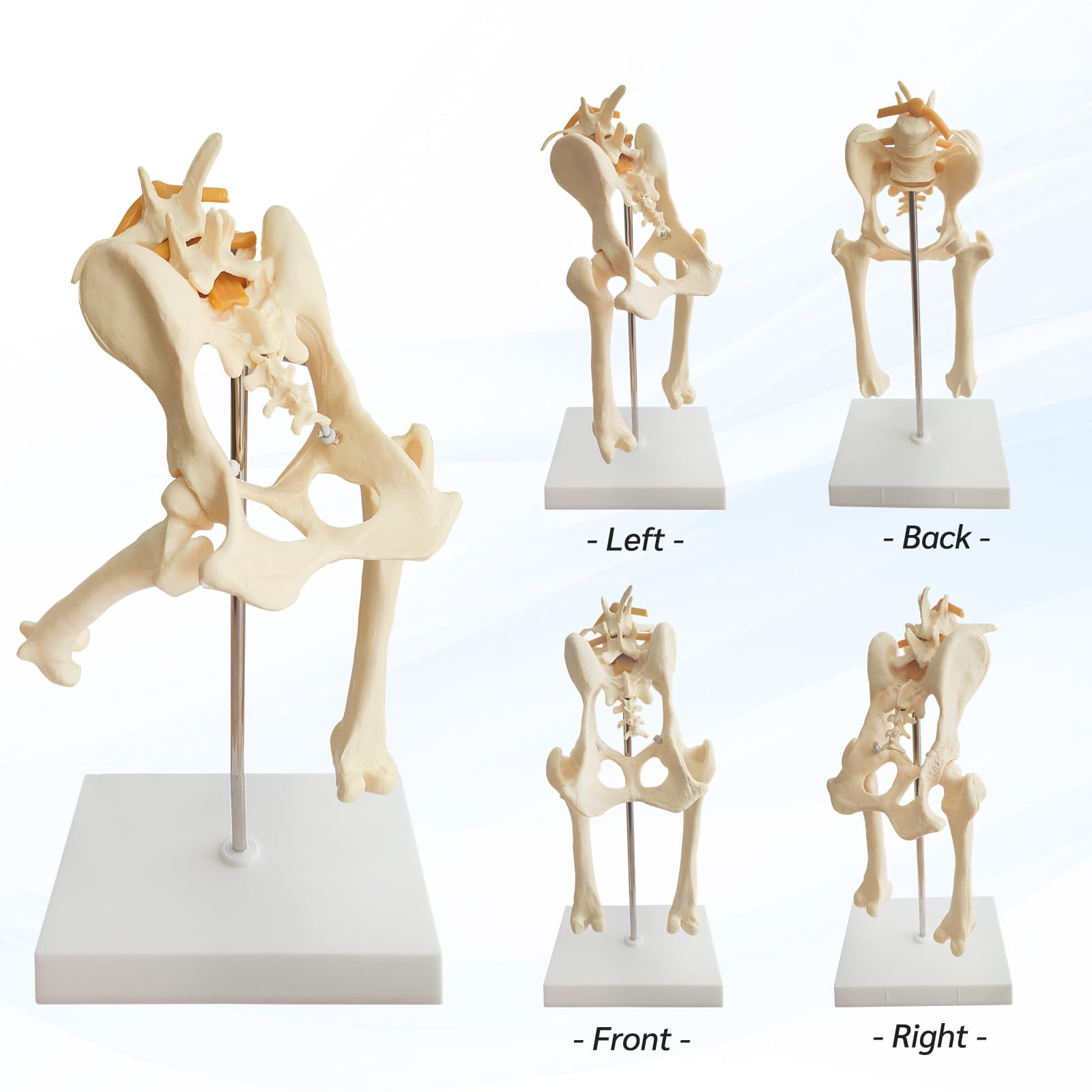Modello di bacino del cane, modello di articolazione dell'anca del cane, riproduzione anatomica del bacino per l'ufficio veterinario strumento educativo