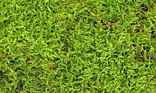Amazon｜ハイゴケ（這苔）【天然無農薬】1セット｜観葉植物