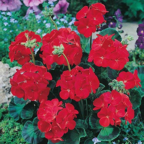 Guruji Plantation - Geranium Red Color Flower Plant Live Flame of the Woods with Black Pot and Free Fertilizer (B08WPV4XXY) Amazon Price History, Amazon Price Tracker