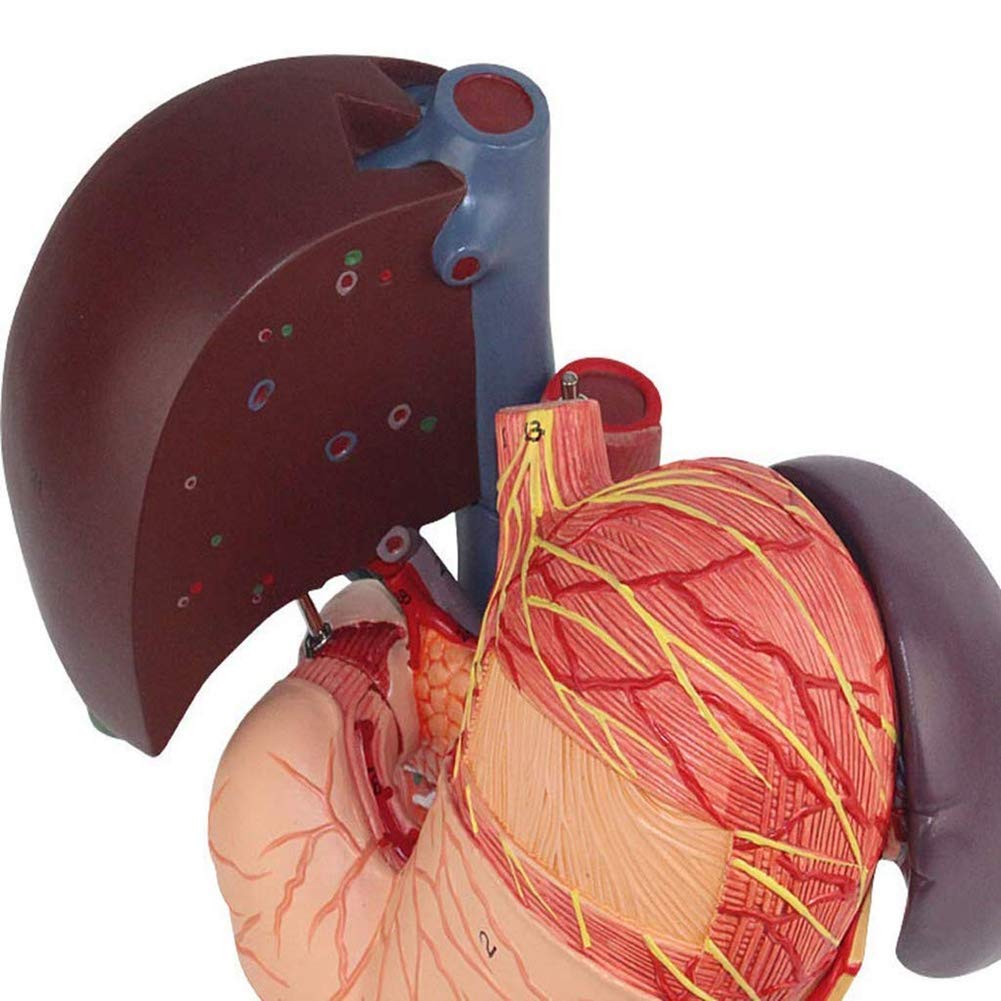 Molde Educativo, Modelo anatómico, estómago Humano, hígado, vesícula biliar, páncreas, duodeno, estómago, Modelo, Sistema, órgano, gastroenterología