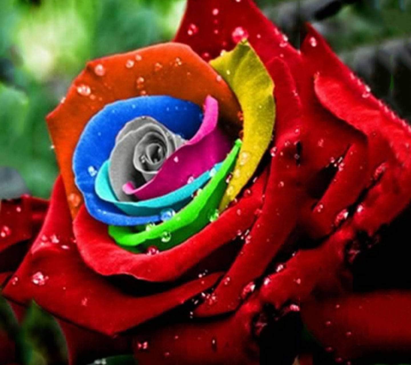 Rose Flower Seeds For Home Lawn Garden - 20 Seeds Eco Pack (Rainbow)