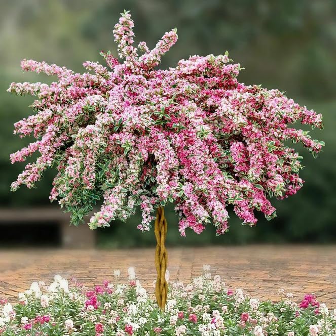 Variegated Weigela 2 Pack
