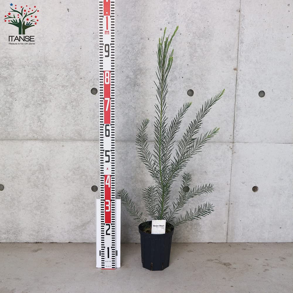 Amazon.co.jp: アカシア・スノーウィーリバーワトル 5号鉢苗【品種で