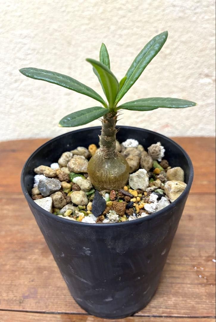 Amazon｜塊根植物 パキポディウム サキュレンタム 抜き苗｜観葉植物