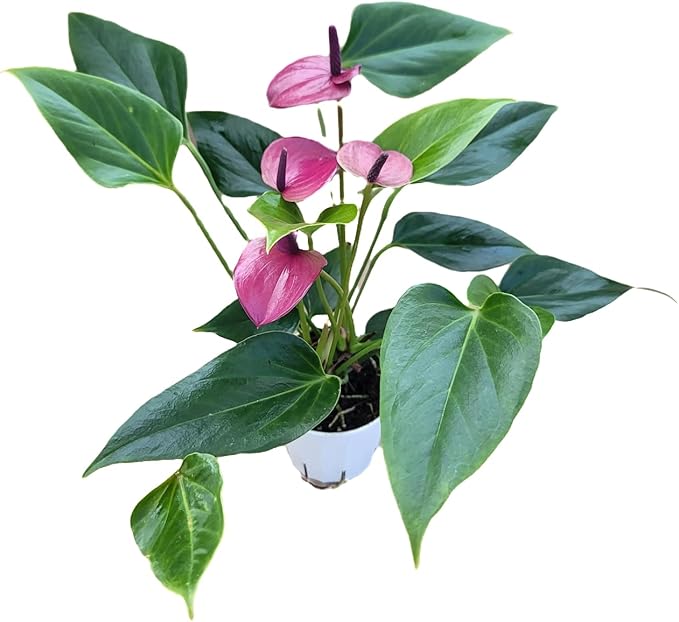 Anthurium Purple Andraeanum - Exquisite Indoor Plant with Long-Lasting Blooms and Lush Foliage & Glossy Purple Flowers - Easy-Care Indoor Plant - CA Seller - Air Purifying Plant (Small Plant, 4" Pot)
