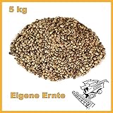 5 kg Futterhanf aus eigenem Anbau und aktueller Ernte