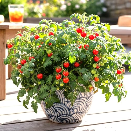 TomorrowSeeds - Red Robin Tomato (Micro Dwarf) Seeds - 100+ Count - for 2026 Planting 6-12 Inches Tall Compact Cherry Tomatoes Determinate Bush Patio Container Snacking Tiny Tim Window Box Fruit