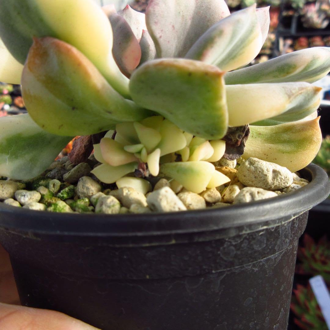 Amazon.co.jp: 多肉植物 キュービックフロスティ錦 特大苗 #99 3 : DIY  