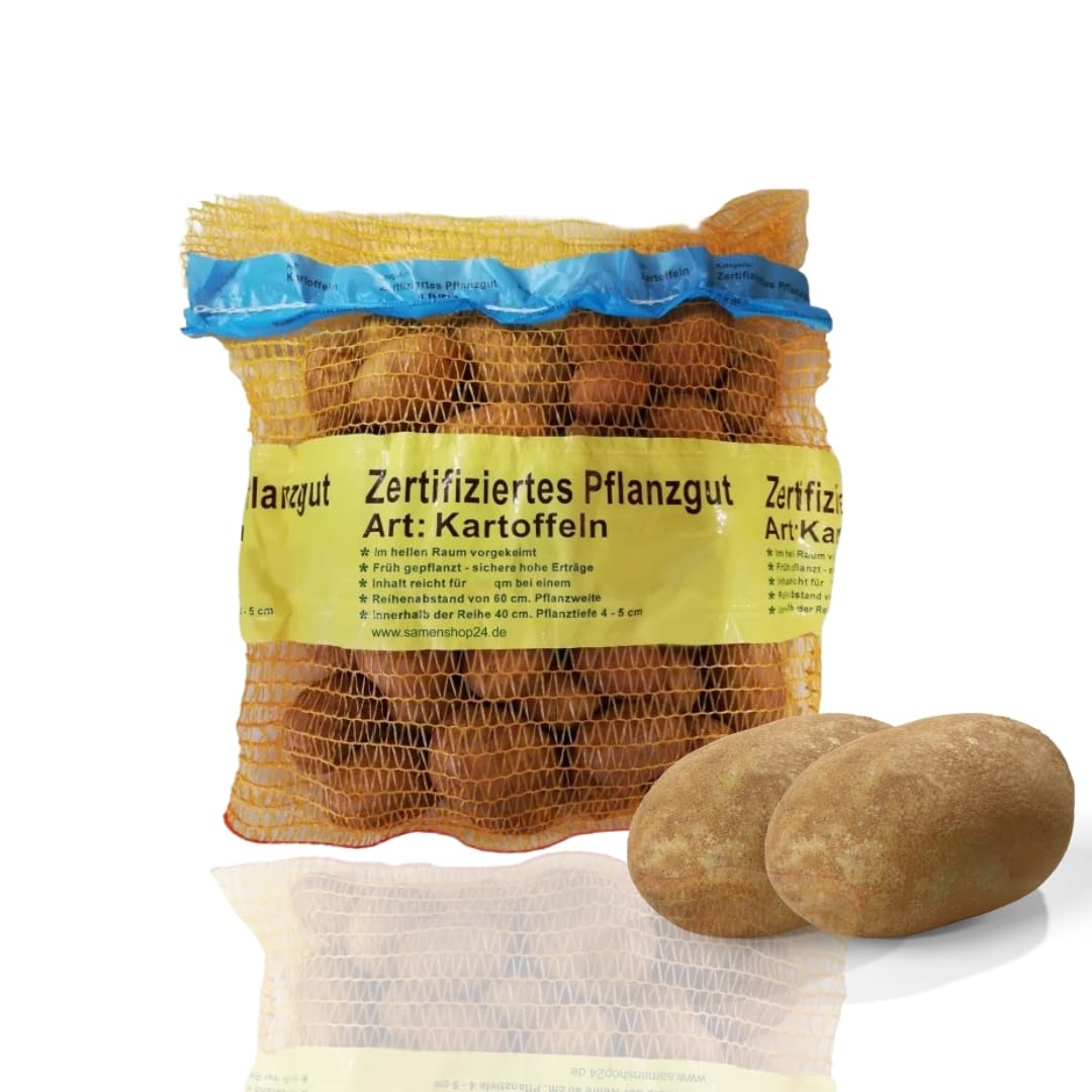Pflanzkartoffeln Belana, 2,5 kg (ca. 35 Stück) festkochend, Premium Saatkartoffeln, frühreifenden Kartoffelsorte, gelbfleischig lange lagerfähig
