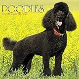 Just Poodles 2018 Calendar