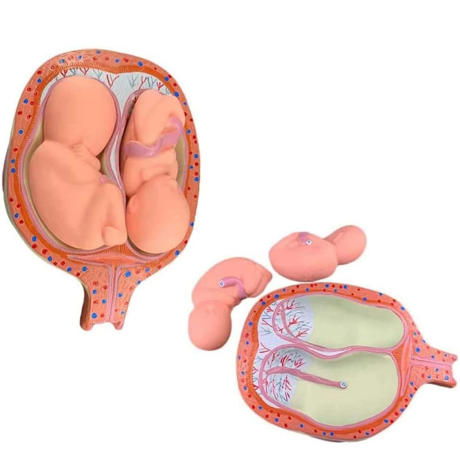 8 Stück menschliche Embryo/Fetus-Entwicklungsmodell, Stadien der Schwangerschaft in der Gebärmutter mit abnehmbaren Teilen, Schwangerschafts-Becken-Anatomie-Modell für Ärzte, Krankenschwestern
