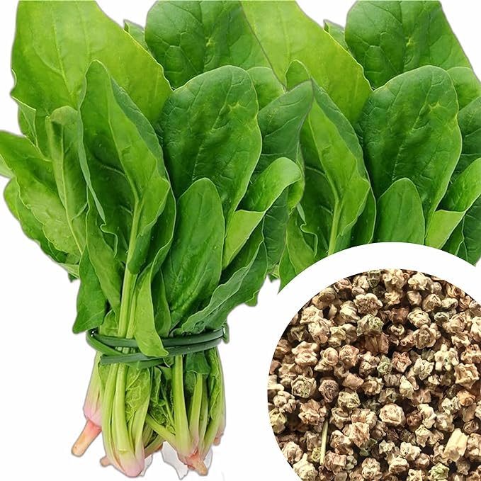 Agrey Palak or Spinach Vegetable Seeds (Green, Pack of 500 Seeds) (B0CYX2GQR3) Amazon Price History, Amazon Price Tracker